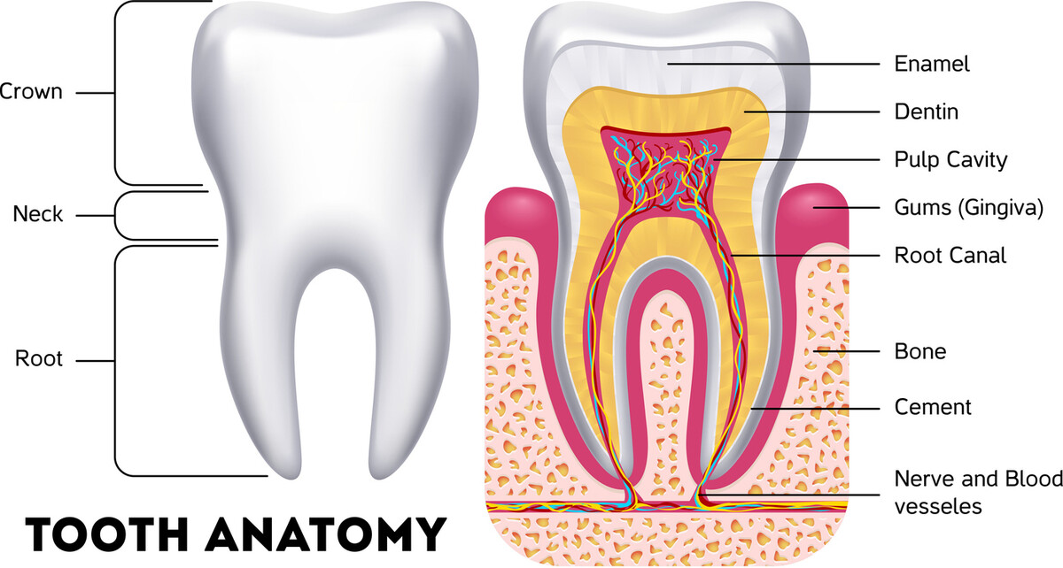Anatomie Zahn