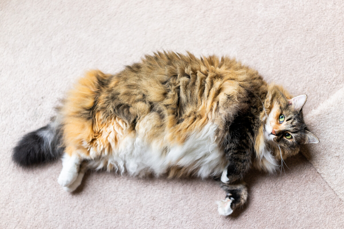Dicke Katze