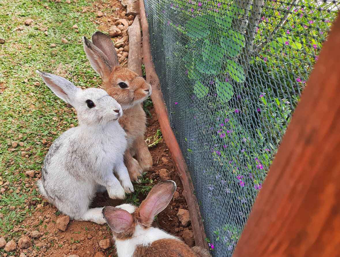 Kaninchen Außenhaltung