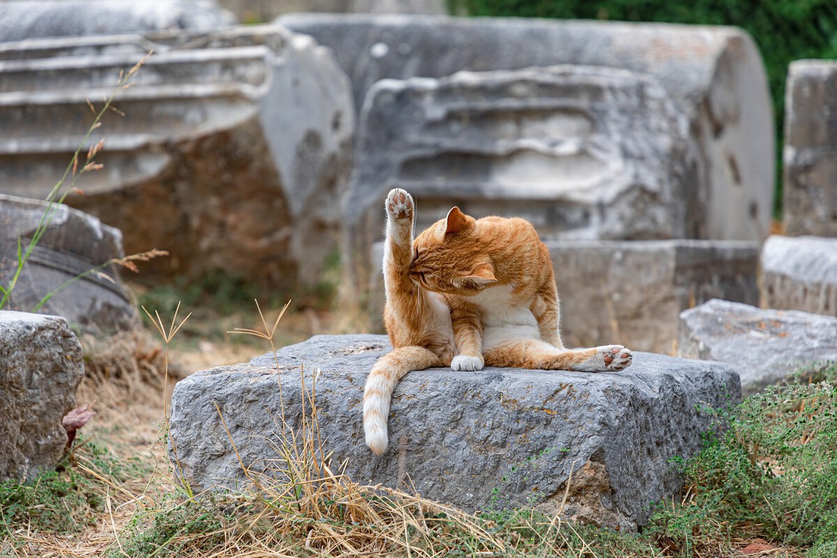 Katze Freigang