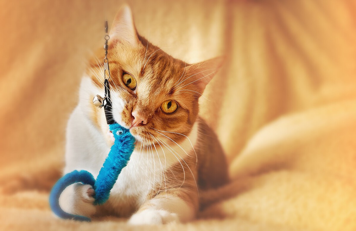 Katze Spielzeug