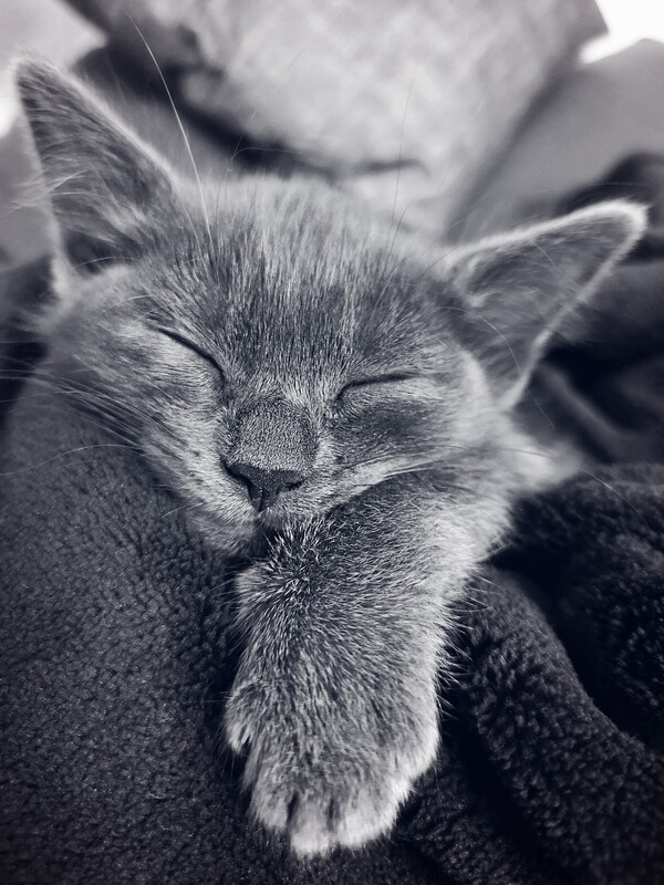 Katze schlafend 2