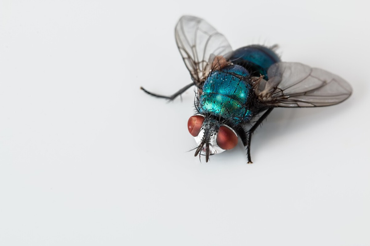 blowfly 2151453 1280