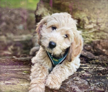 Winston