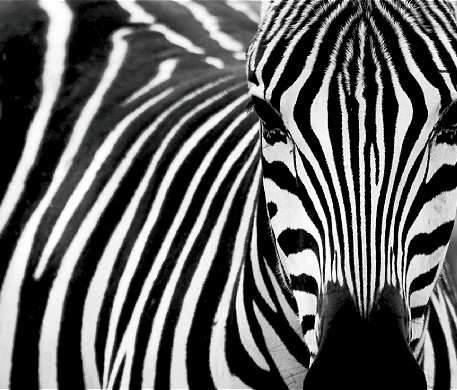 Die Sache mit den Zebras