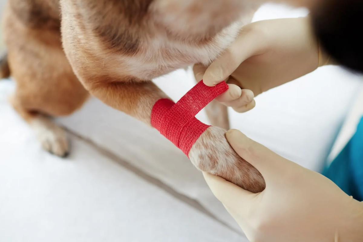 Verband einer Hundepfote