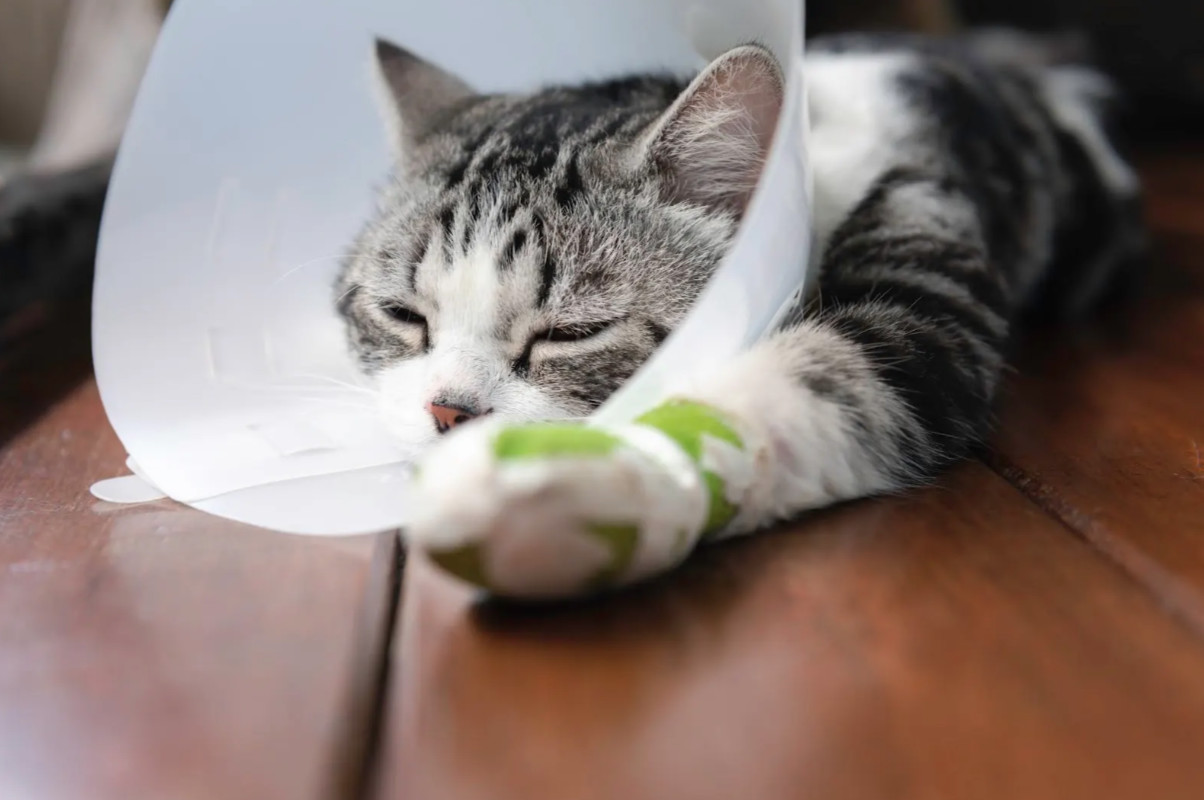 katze krause